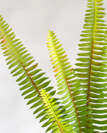 Faux Flat Fern Spray