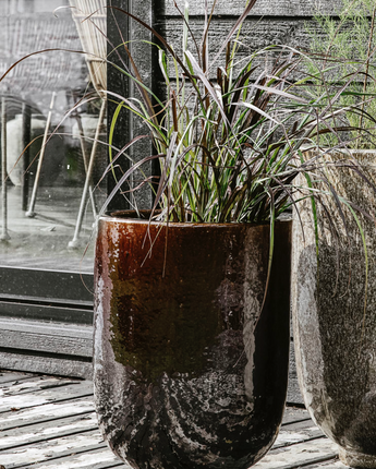 Coffee Bean Planter
