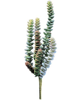 Faux Crassula Succulent Branch