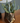Faux Crassula Succulent Branch